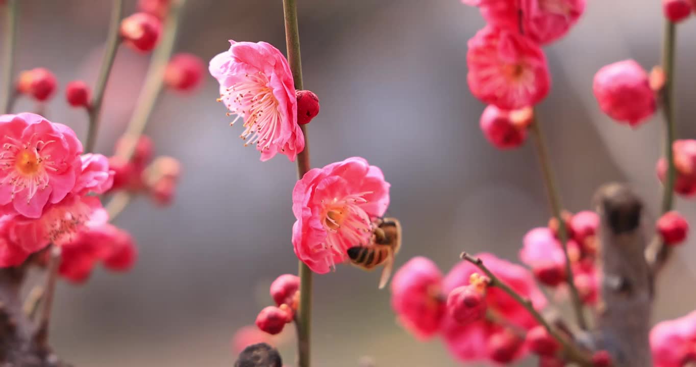 红梅花绽放，蜂儿采蜜忙视频素材