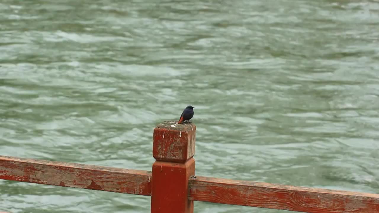 河边栏杆上的红尾水鸲视频素材