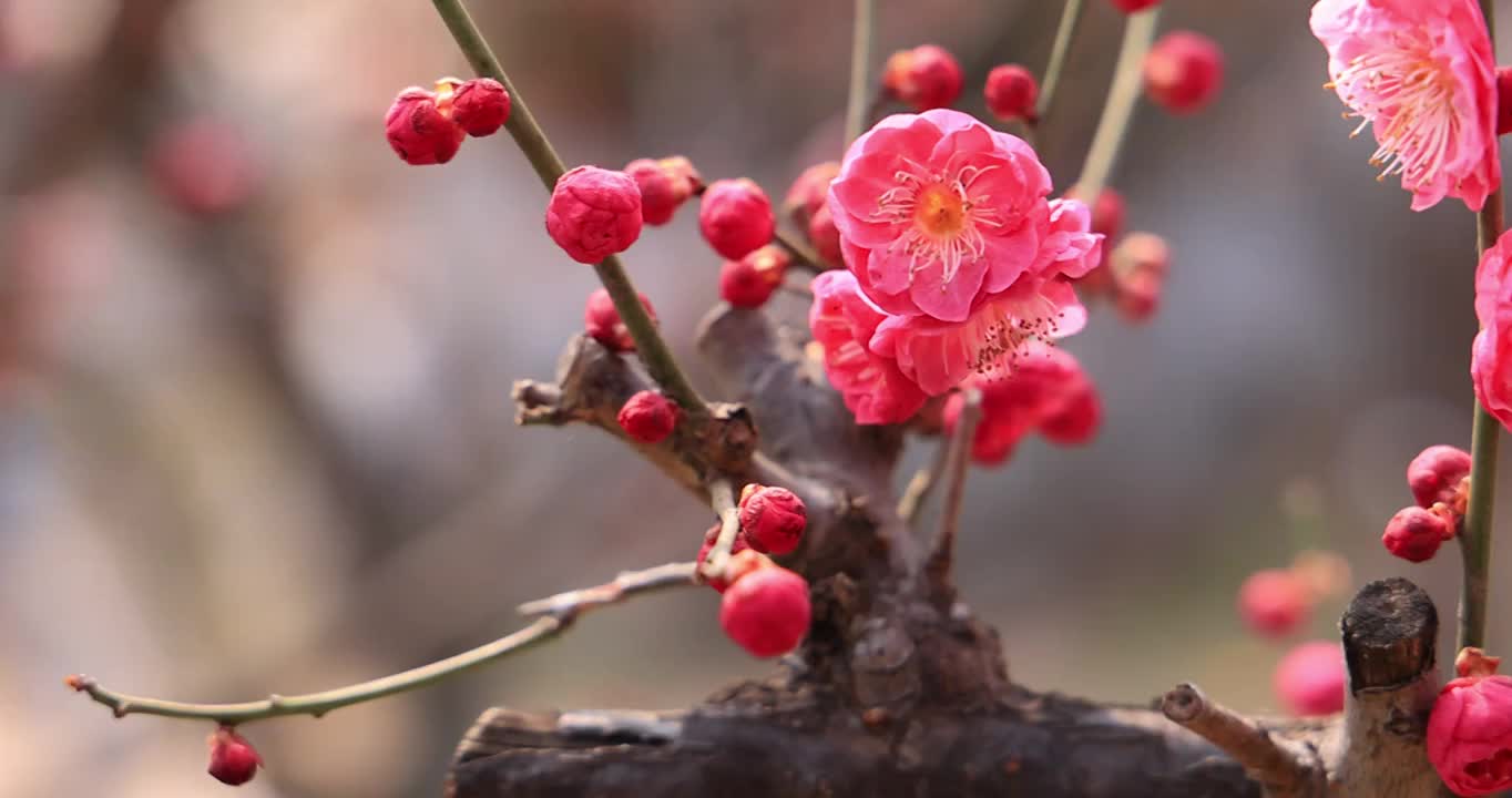 红梅花开报春来视频素材