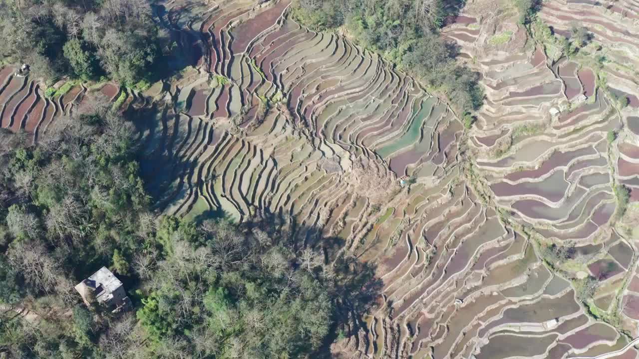 航拍云南省哈尼族元阳梯田视频素材