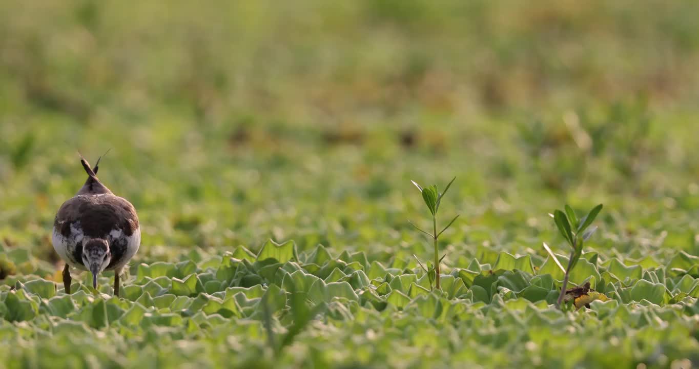 湿地水雉活动的特写画面视频素材