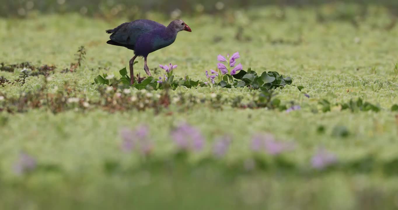 紫水鸡吃凤眼莲花视频素材