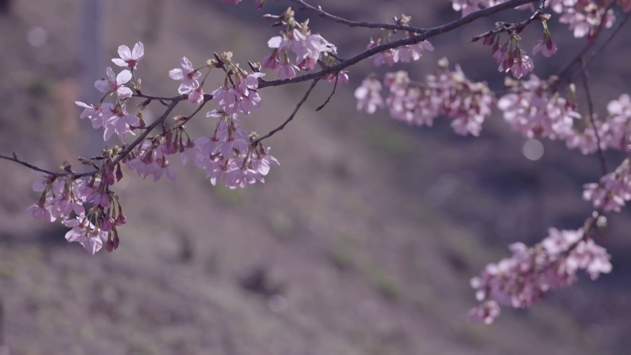 樱花特写视频素材