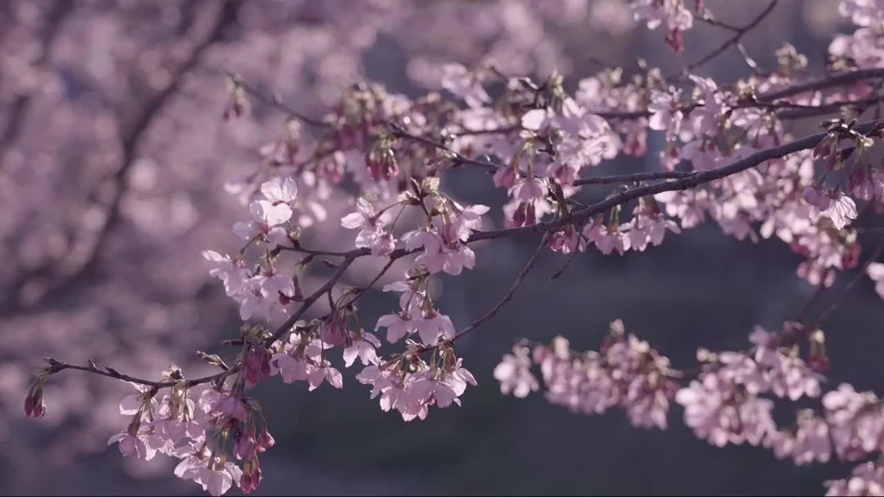 樱花特写视频素材