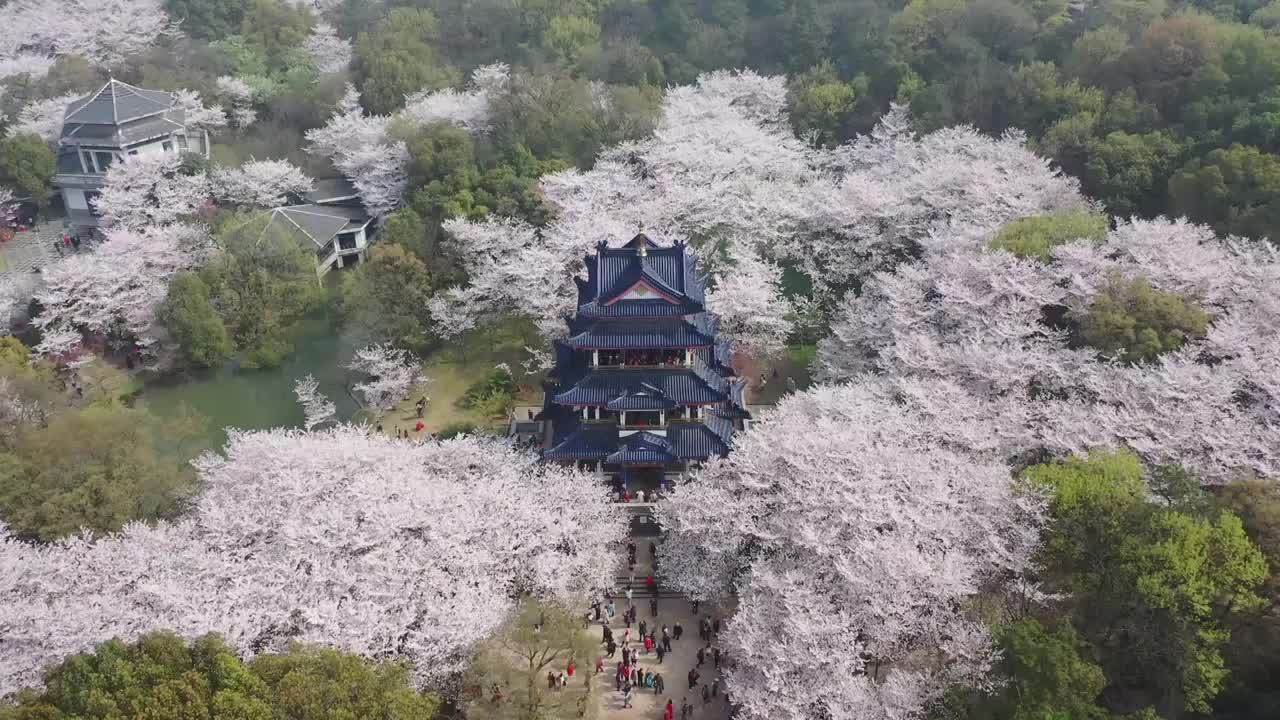 航拍无锡鼋头渚樱花视频素材