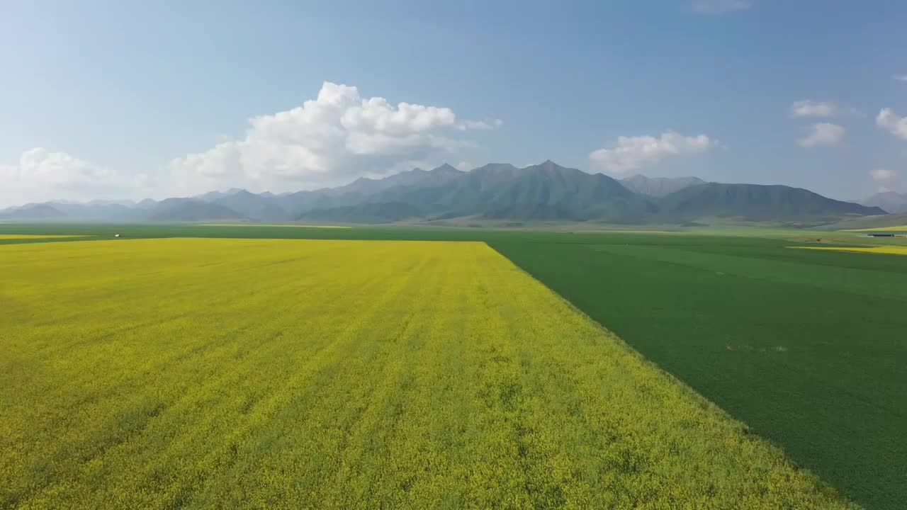 航拍青海扁都口青稞麦田视频素材