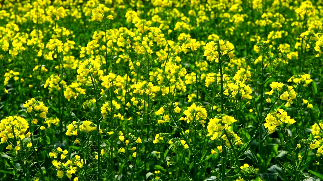 油菜花视频素材