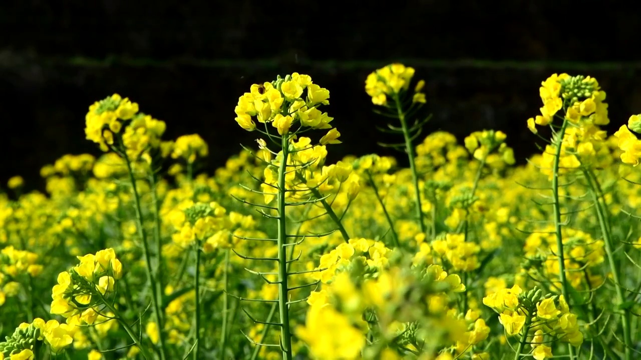 油菜花视频素材