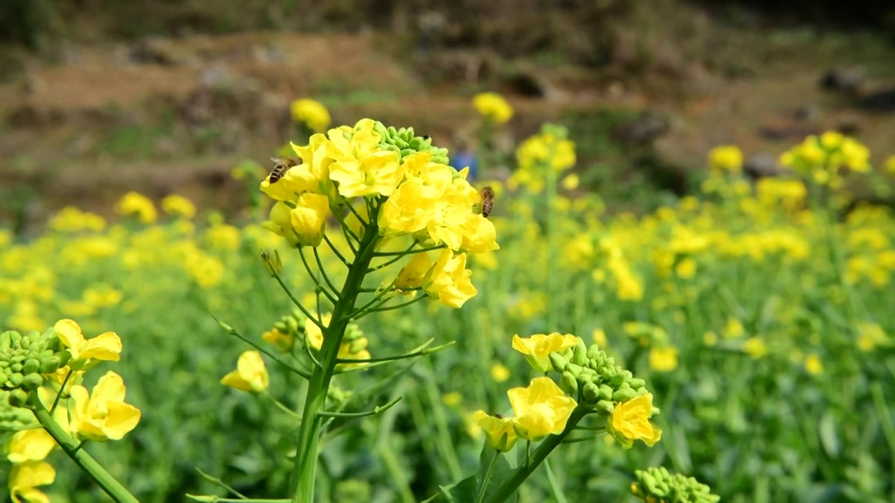 油菜花中的蜜蜂视频素材