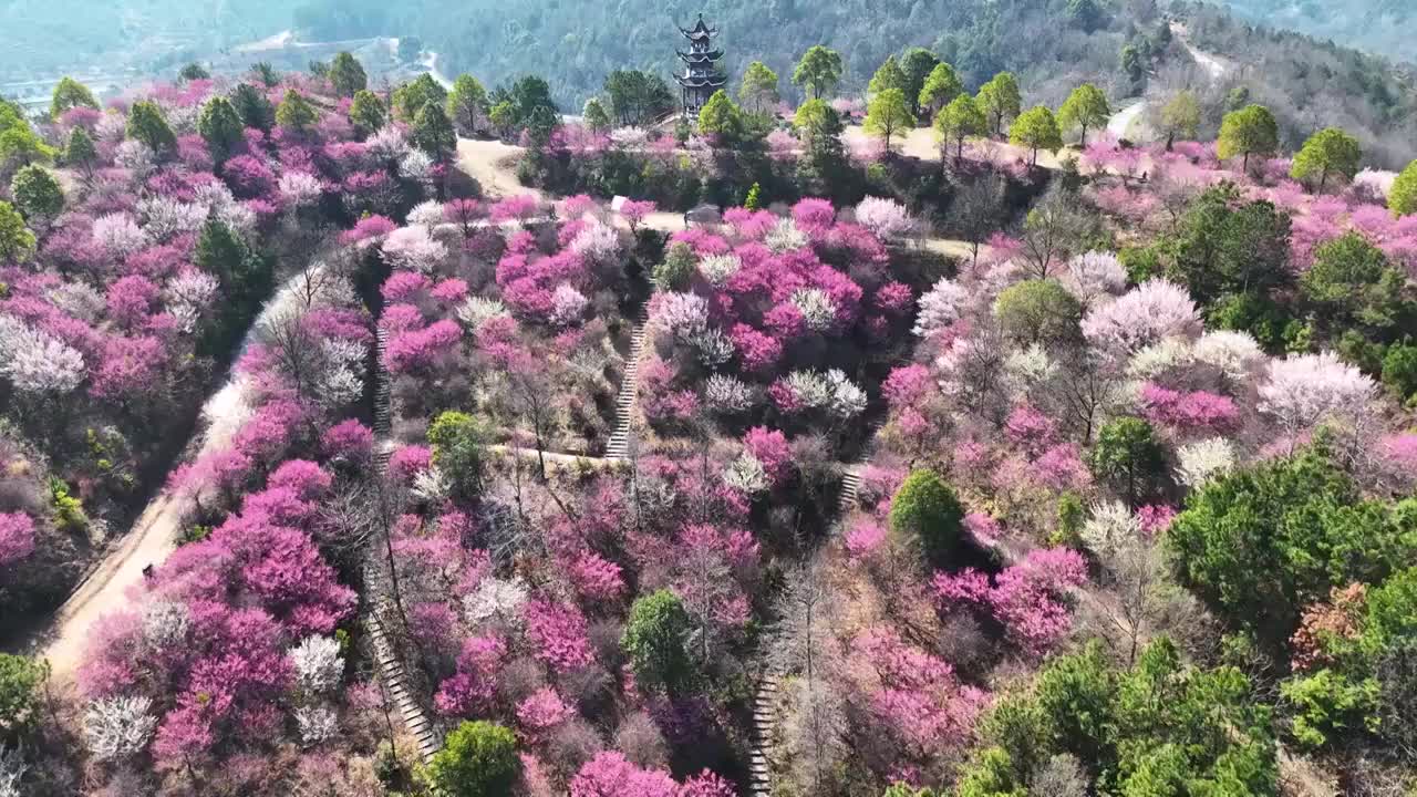 航拍武汉木兰花谷春天盛开的粉红色梅花视频素材