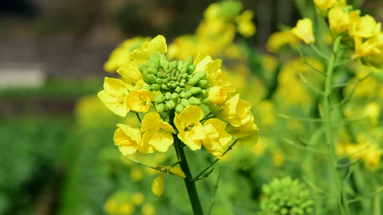 油菜花特写视频素材