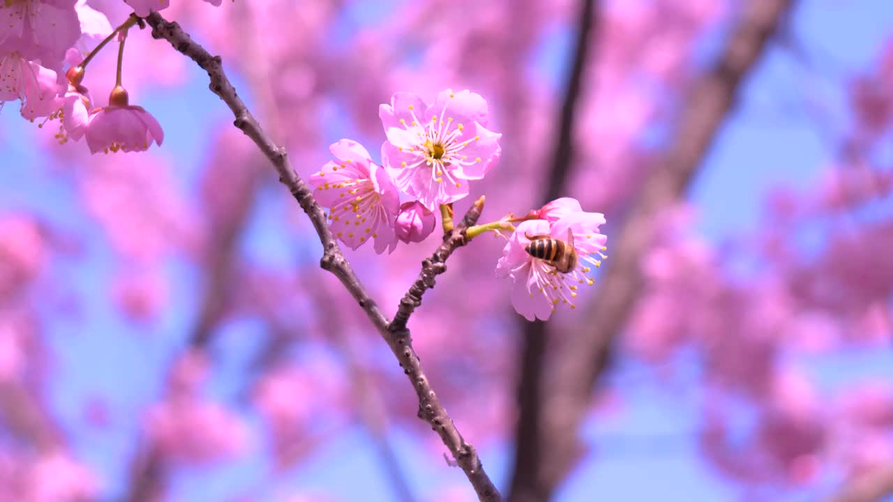 武汉大学樱花盛开蜜蜂采蜜特写视频素材