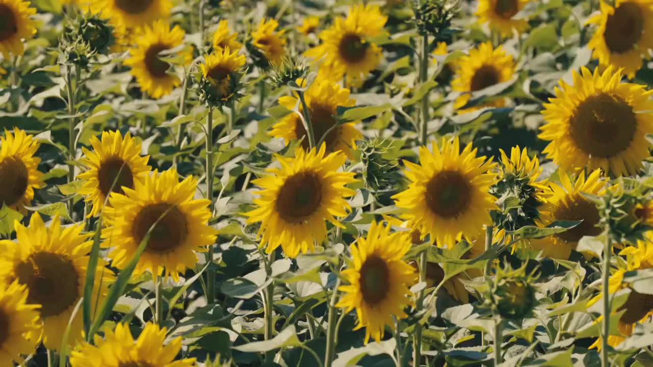 金色向日葵花海视频素材