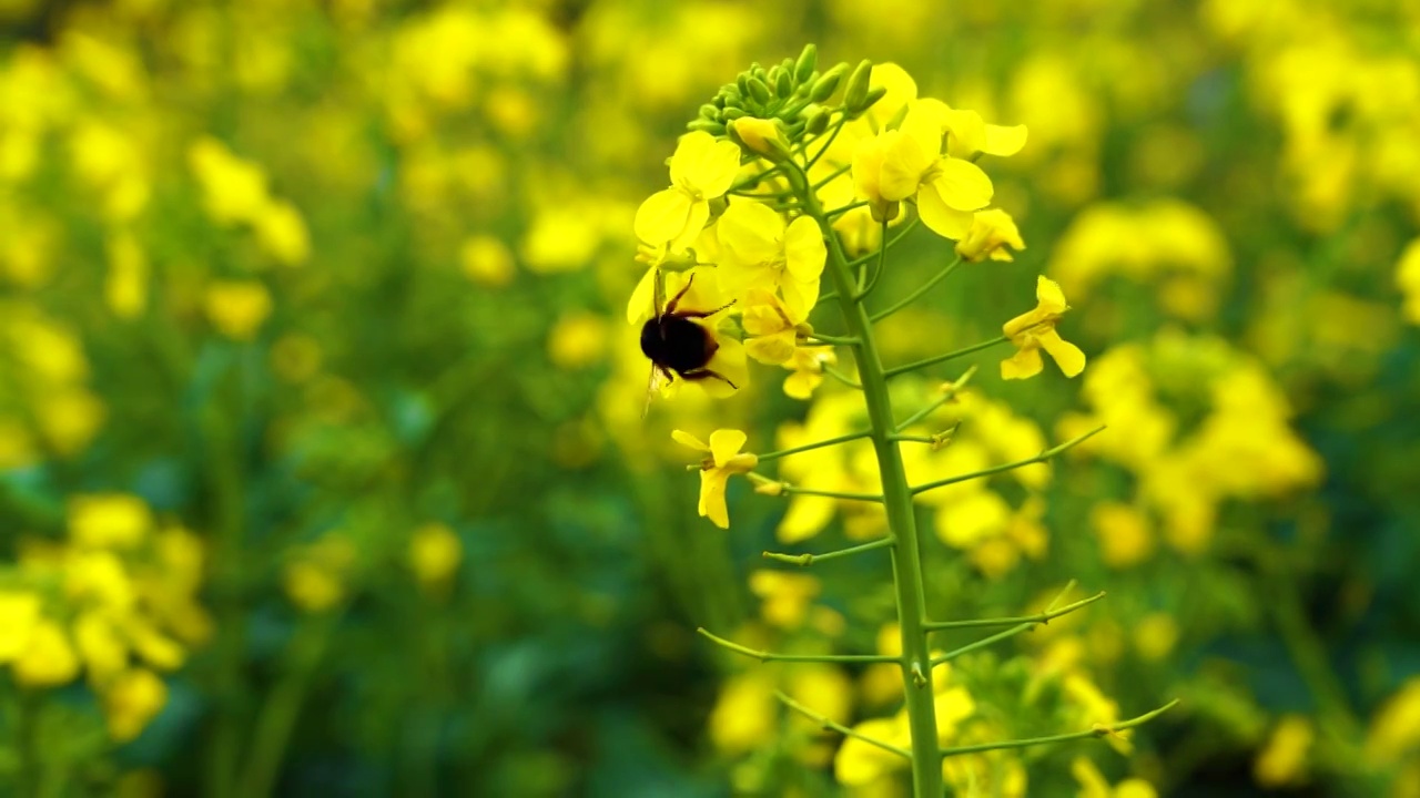 蜜蜂在盛开的油菜花海采蜜景象视频素材