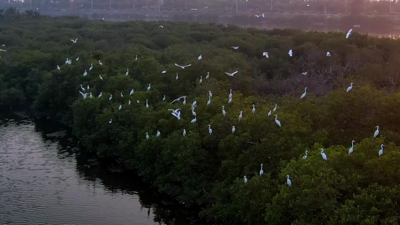 候鸟栖息地视频素材