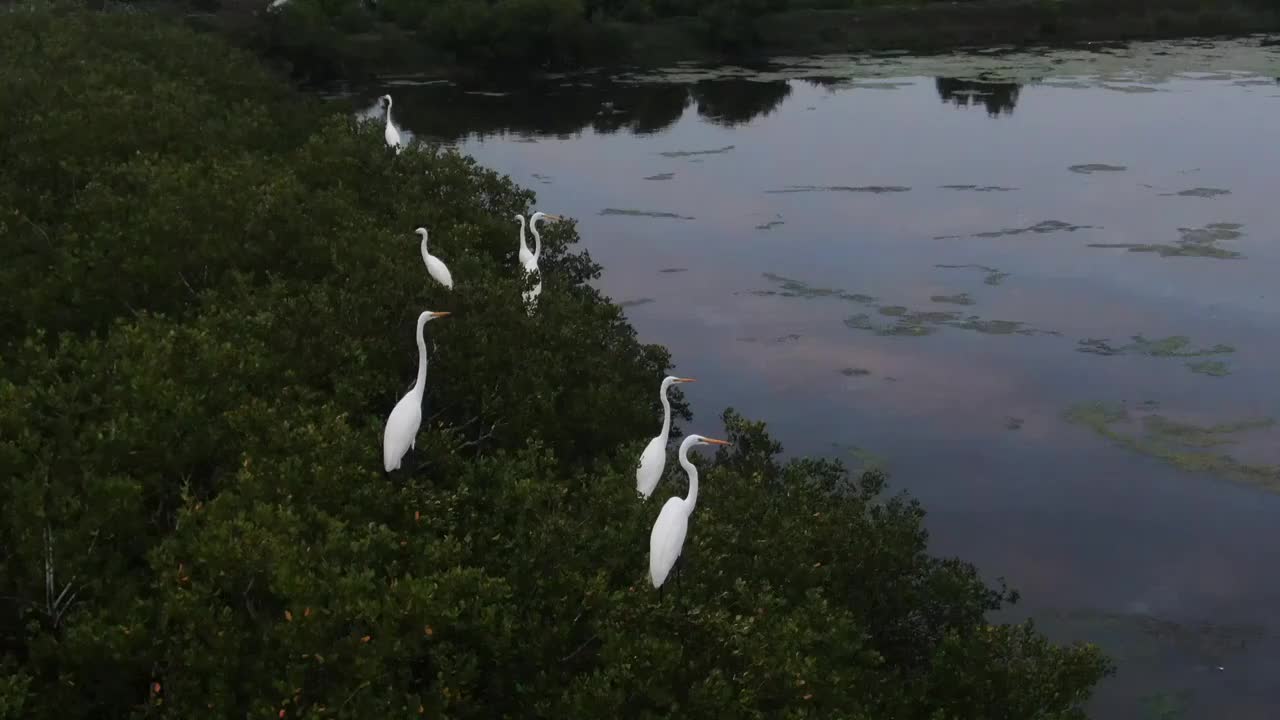 红树林湿地的候鸟视频素材