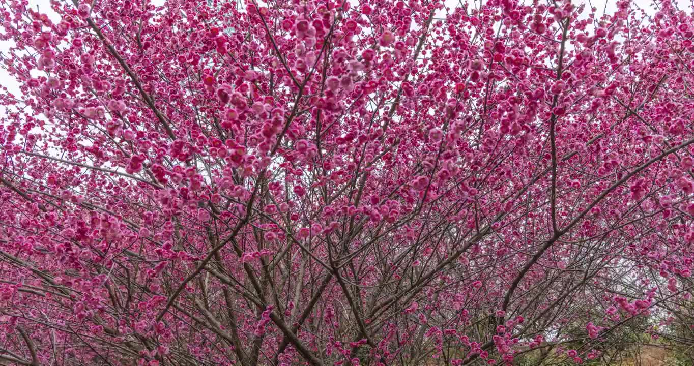 一树繁花傲春风视频素材