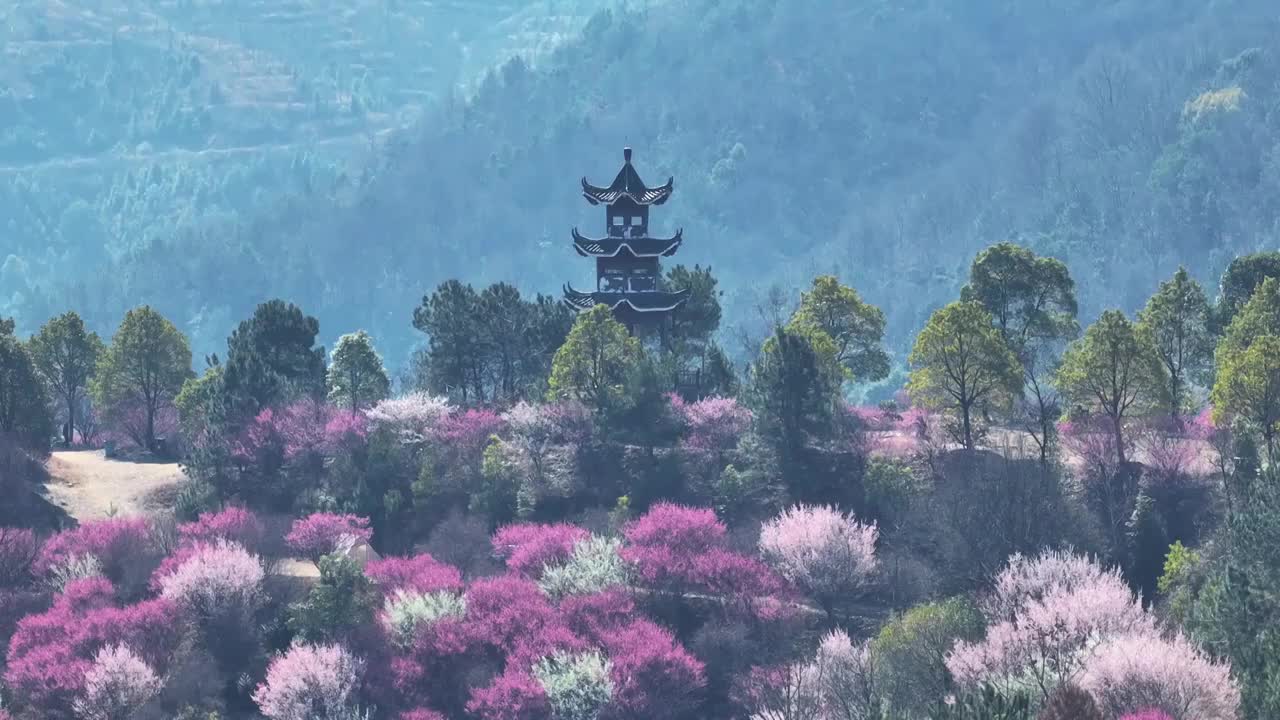 航拍春天花季武汉木兰花谷盛开的红梅花海视频素材