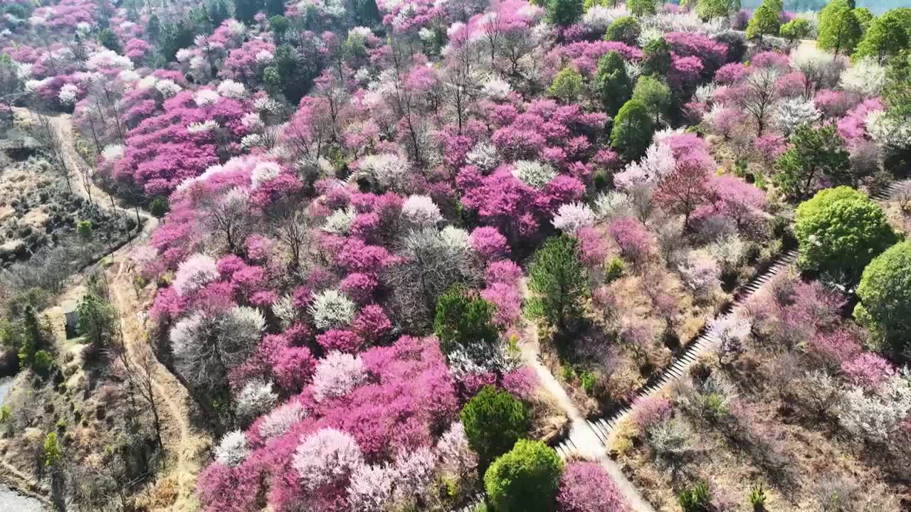 航拍武汉木兰花谷春天的梅花视频素材