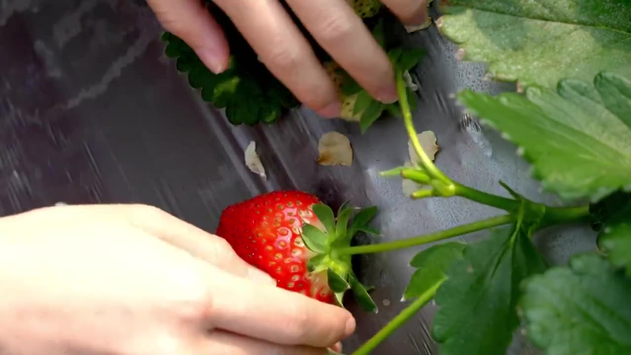 草莓大棚采摘草莓视频素材画面1
