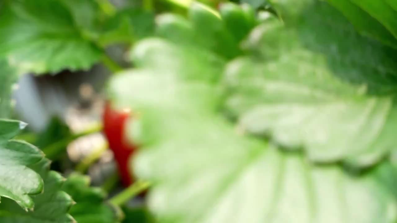 草莓大棚采摘草莓视频素材画面1
