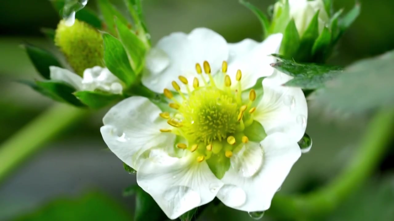 草莓大棚采摘草莓视频素材画面2