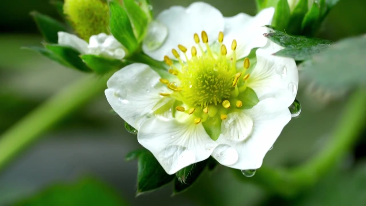 草莓大棚采摘草莓视频素材画面3