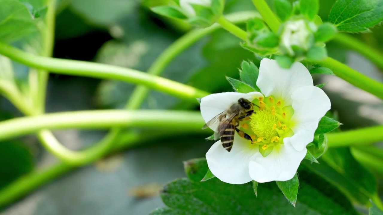 草莓大棚采摘草莓视频素材画面1