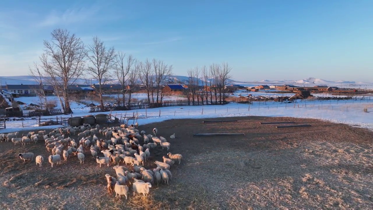 航拍内蒙古特泥河农场版画雪村视频素材