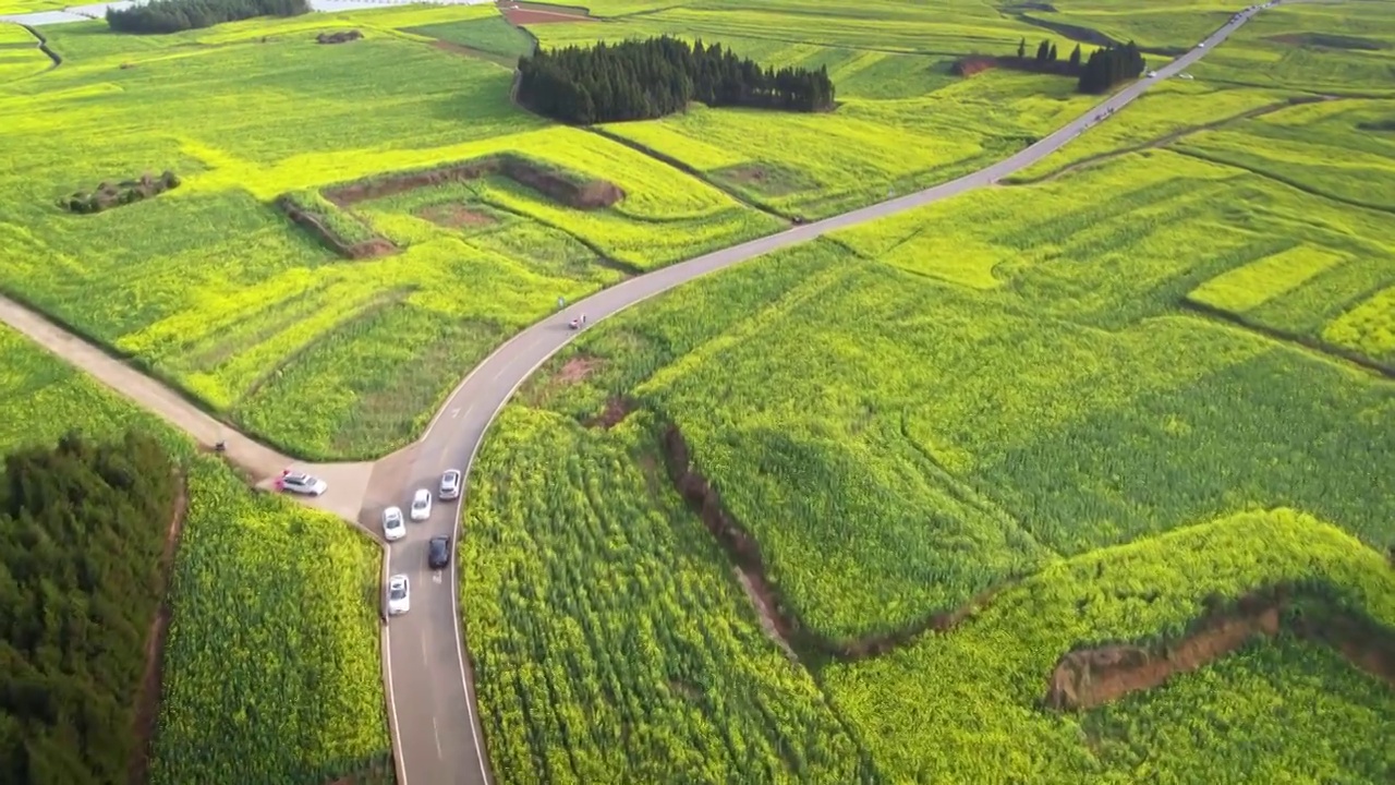 穿过油菜花田的公路视频素材