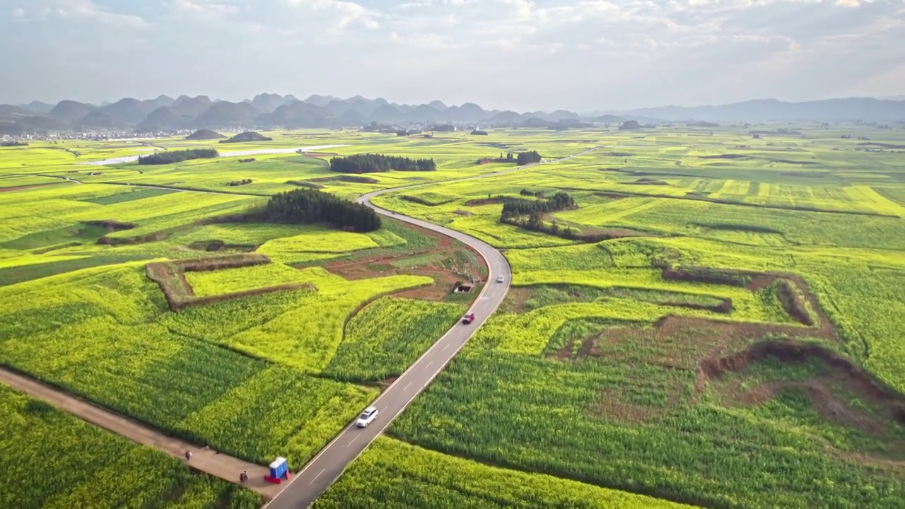 穿过油菜花田的公路视频素材