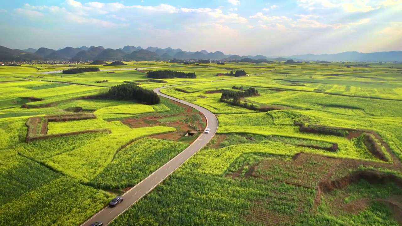 穿过油菜花田的公路视频素材