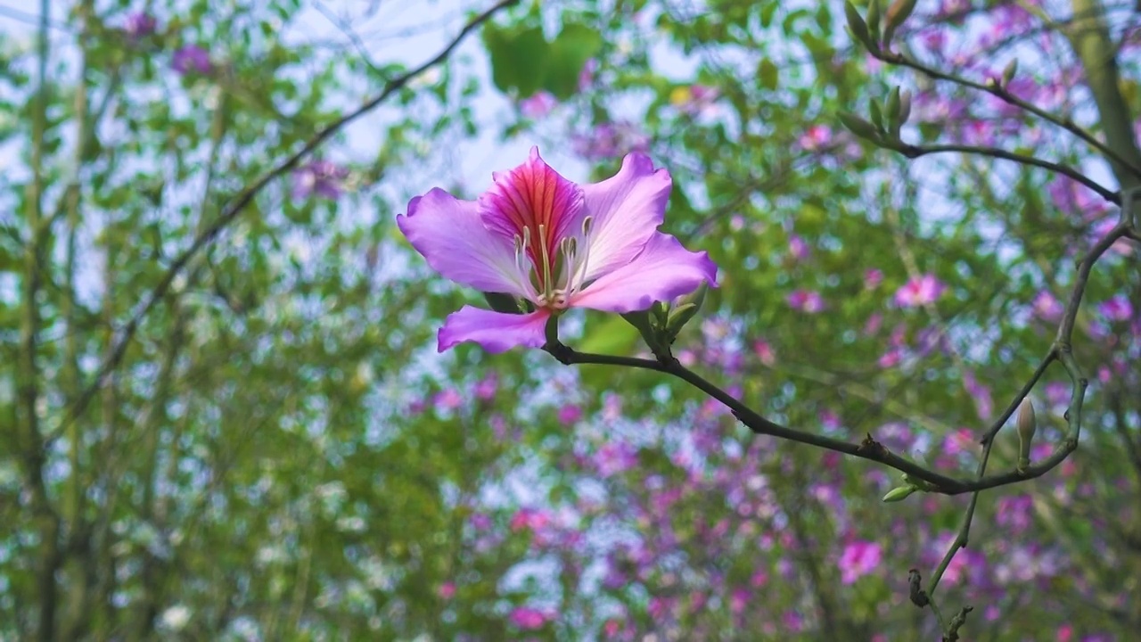 春天满树紫色紫荆花开花背景视频素材