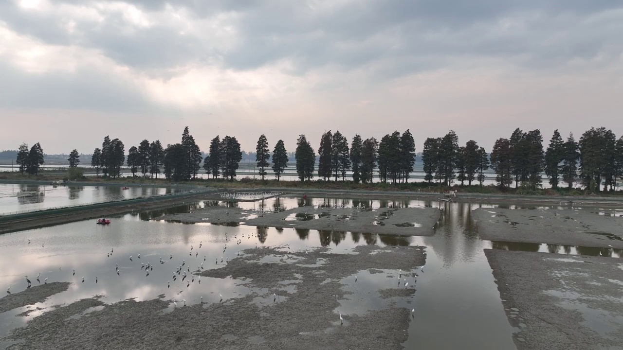 农田里的白鹭鸟视频素材