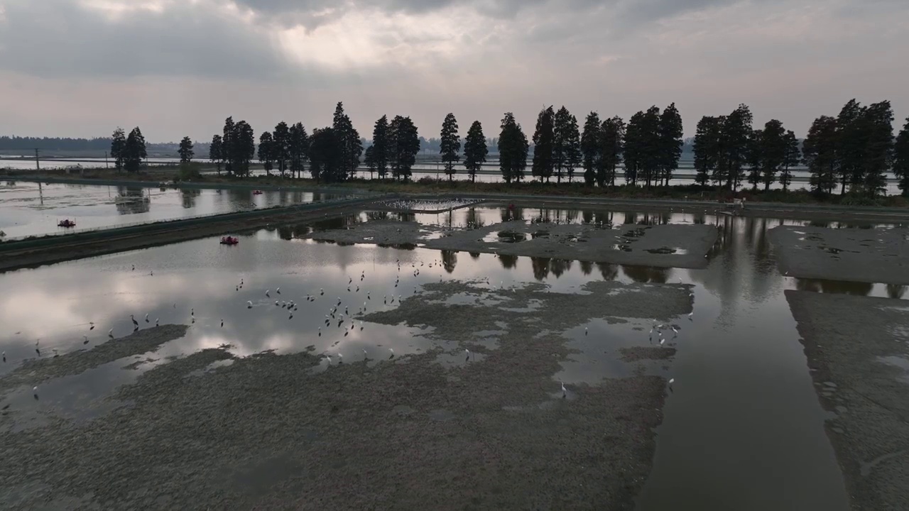 农田里的白鹭鸟视频素材