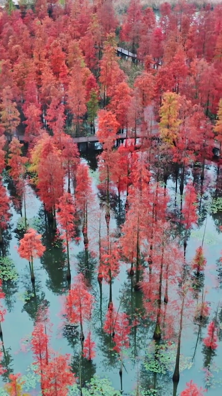 秋天的水杉，池杉湖湿地公园，落羽杉，红杉林，杉树视频素材