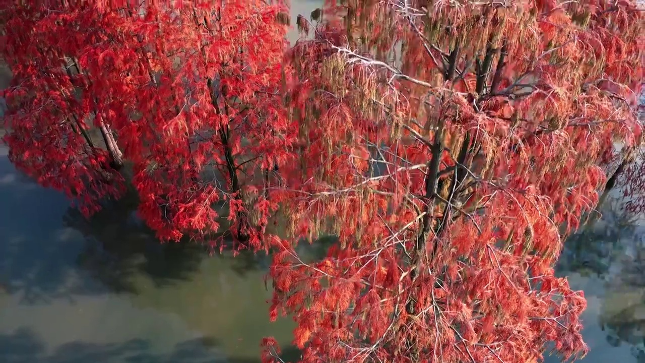 水杉的航拍，秋天的水杉，杉树与湖泊，水中的红杉林视频素材