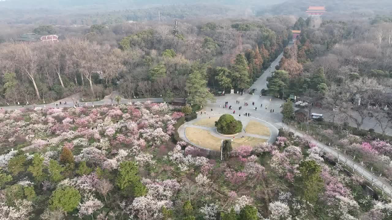 南京明孝陵初春景象视频素材