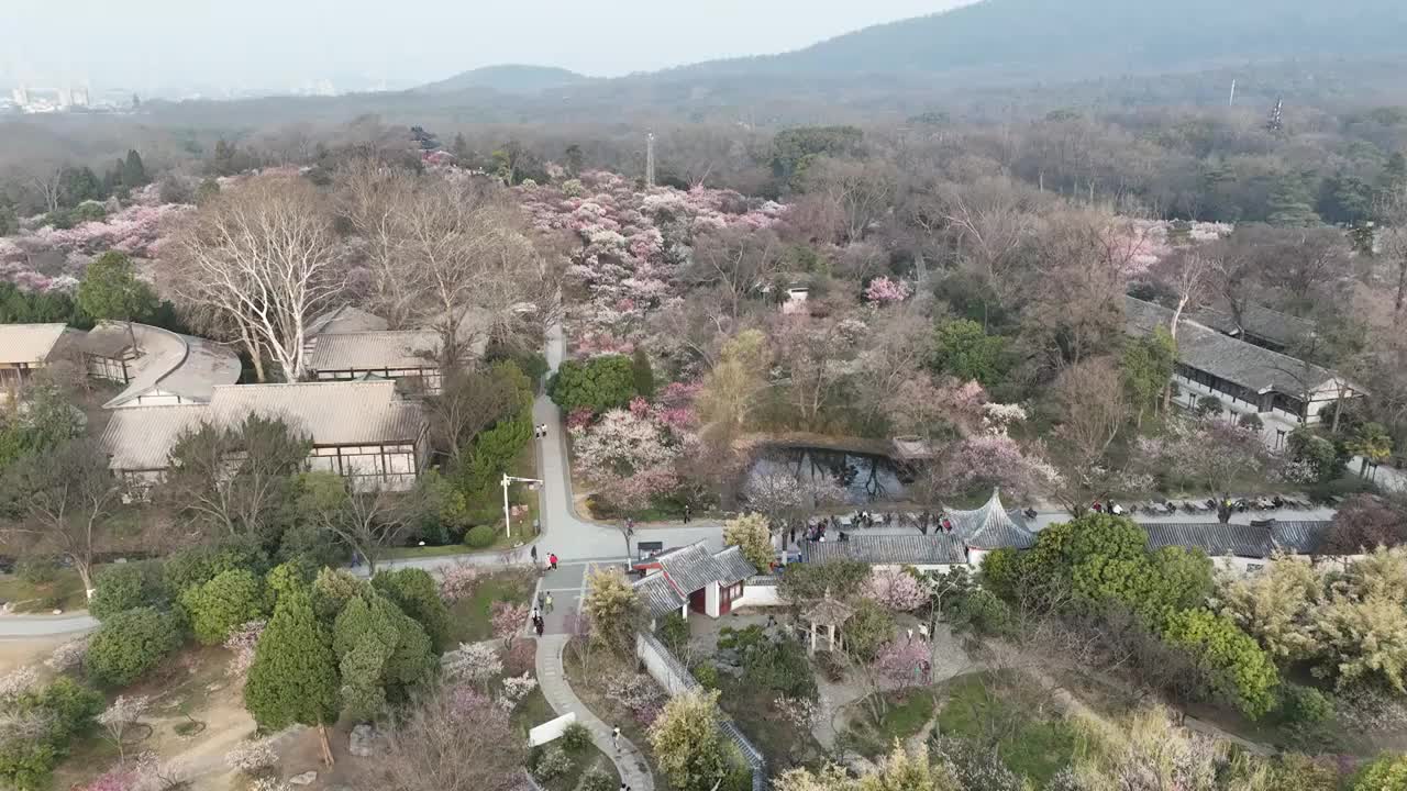 梅花烂漫的春天视频素材