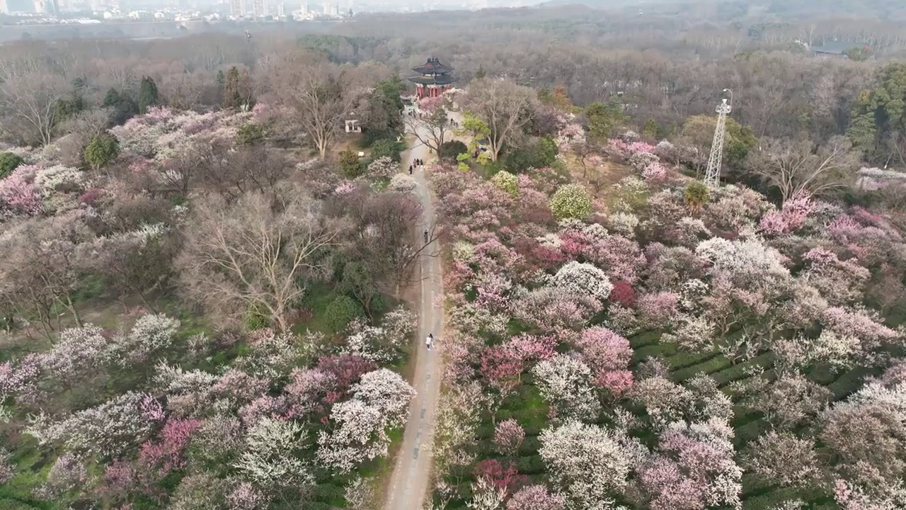 梅花烂漫的春天视频素材