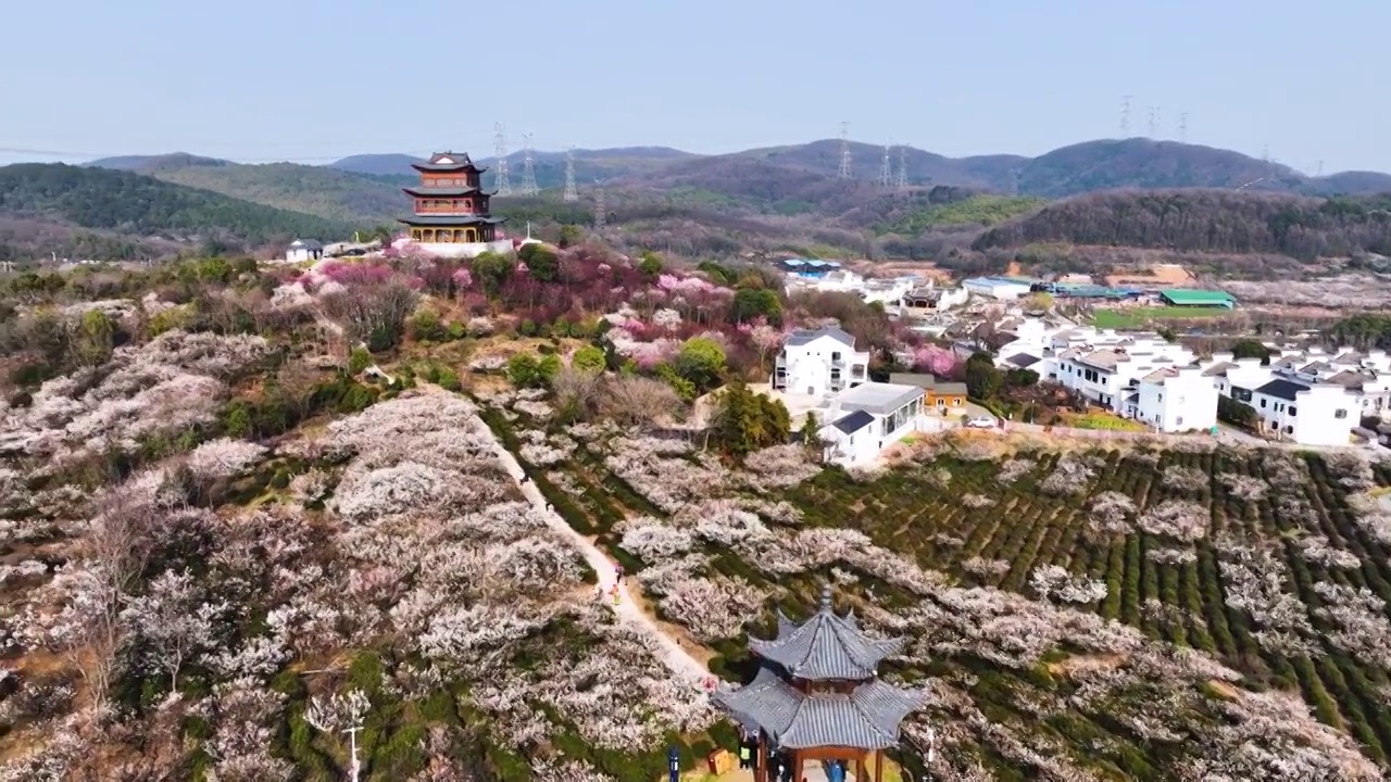 溧水傅家边山凹里梅林，江苏南京视频素材