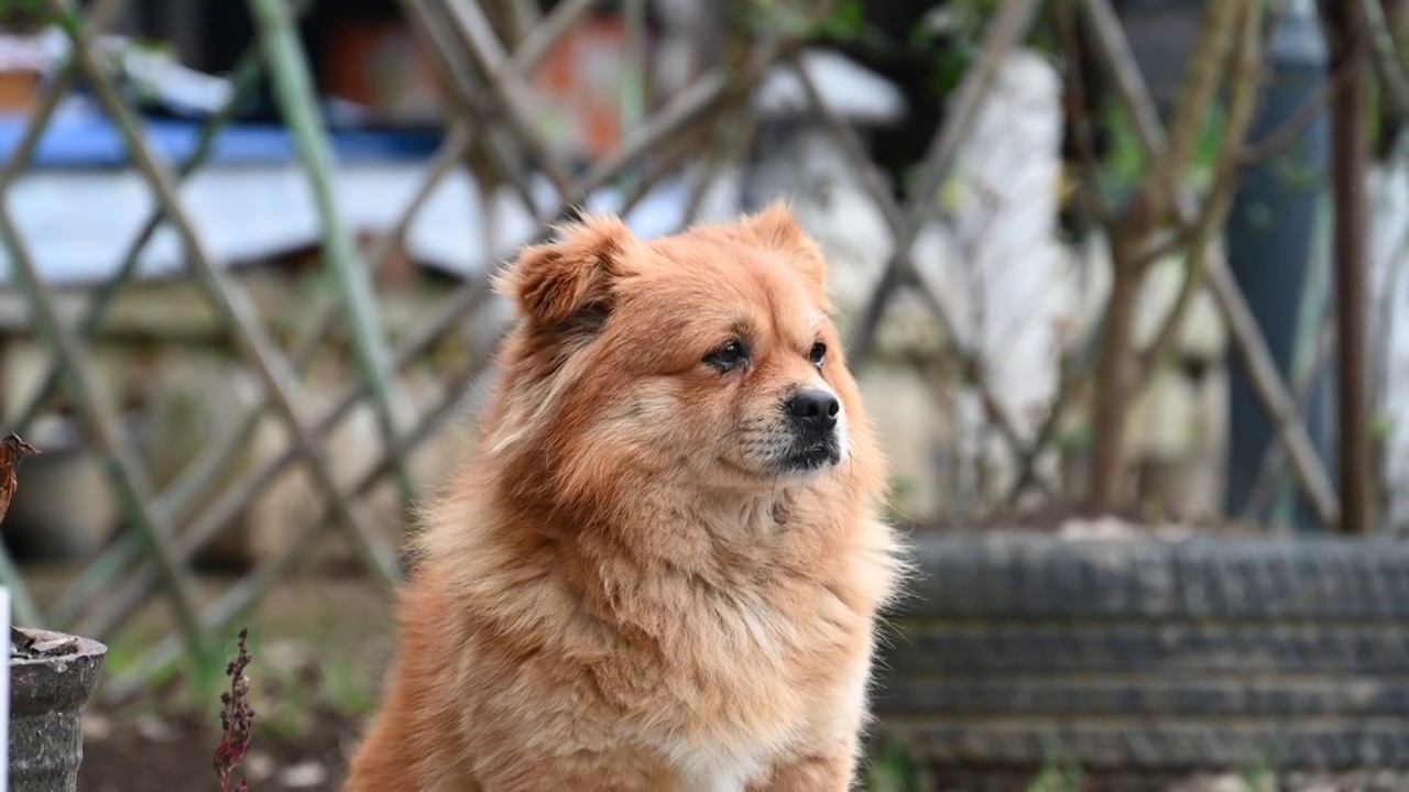 忠诚的中华田园犬在看家护院视频素材