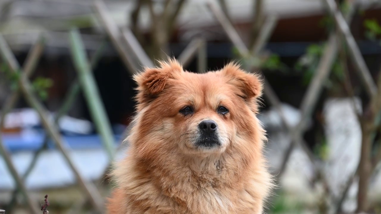 忠诚的中华田园犬在看家护院视频素材