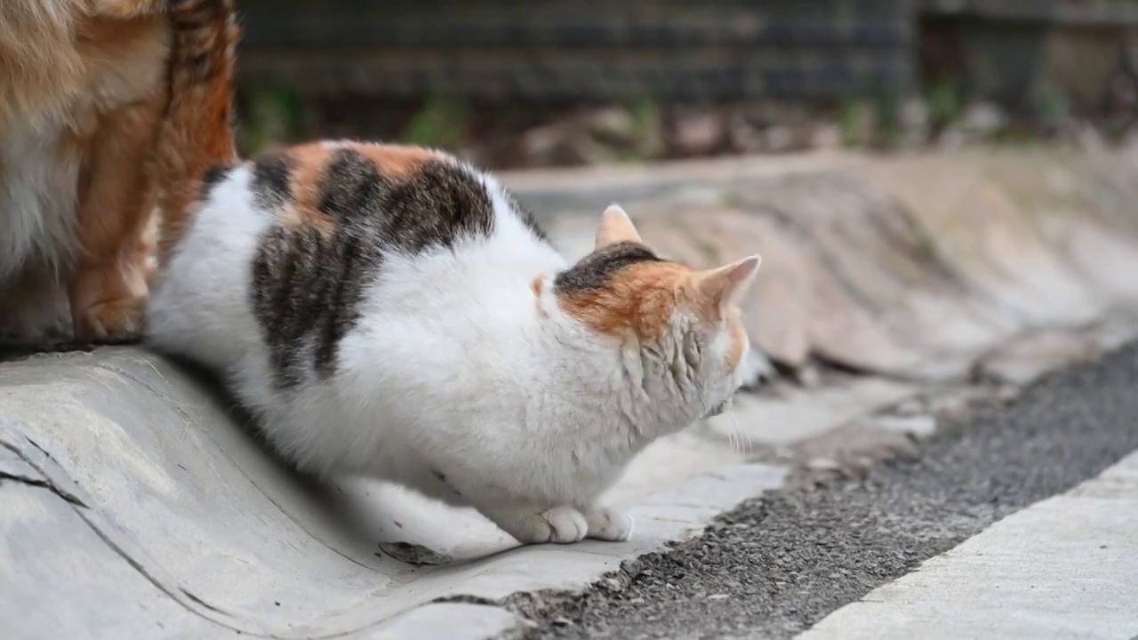 悠闲的猫咪视频素材