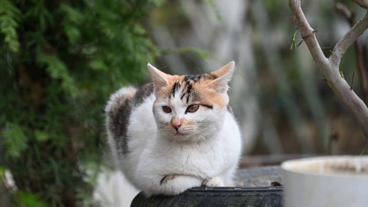 悠闲的猫咪视频素材