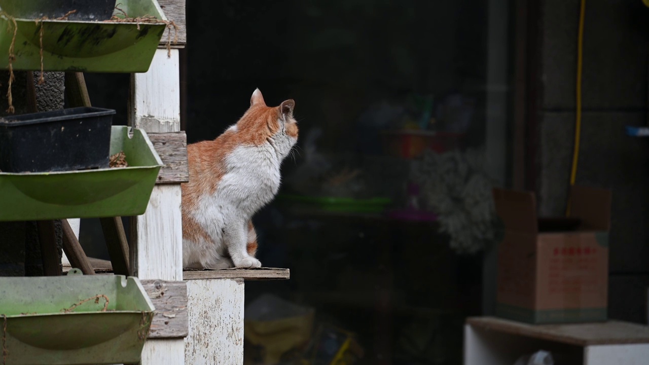 孤独的猫在等待主人回家视频素材