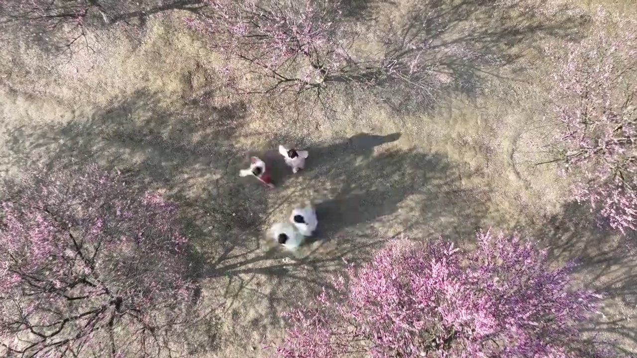 湘鄂渝边湖北来凤正南梅园花盛开，吸引周边市民打卡视频素材