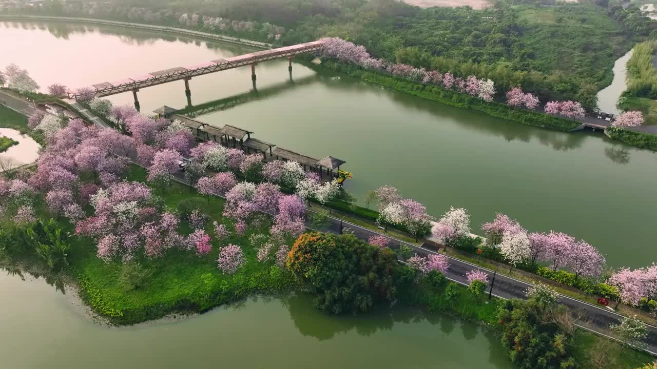 春天紫荆花盛放的广州海珠国家湿地公园视频素材