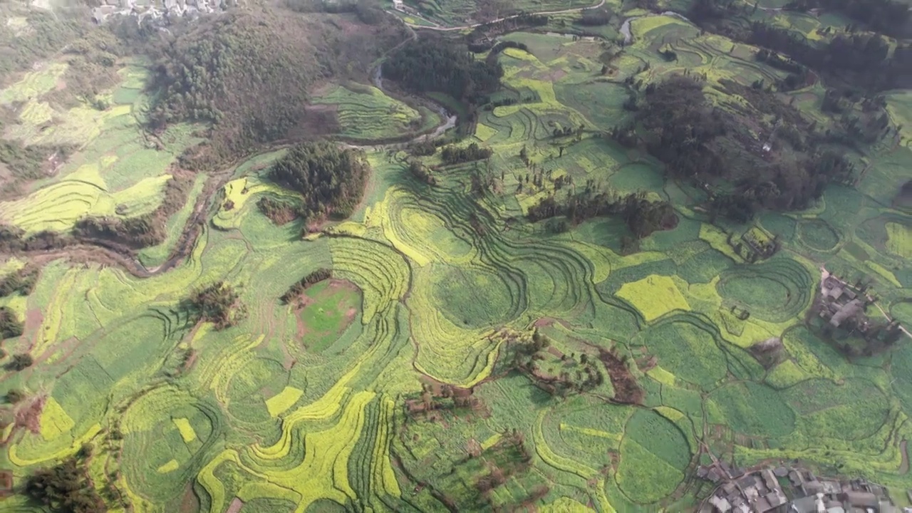 航拍云南罗平螺丝田油菜花梯田视频素材