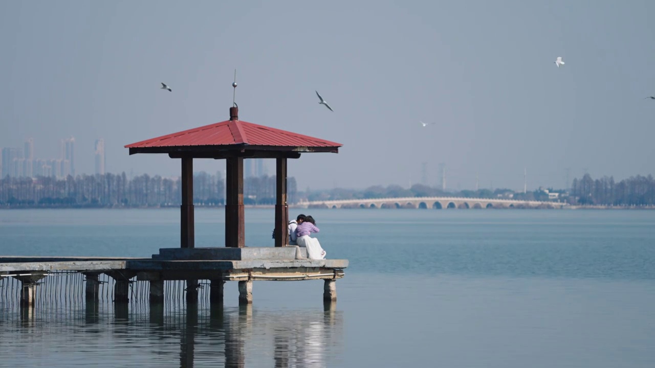 武汉东湖湿地生态候鸟飞翔视频素材